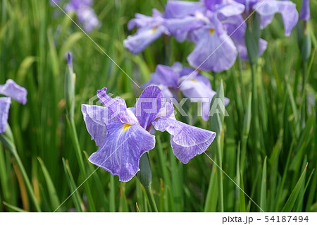薄紫色の花菖蒲 54187494