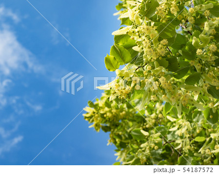 Blossoming linden trees on blue sky background. 54187572