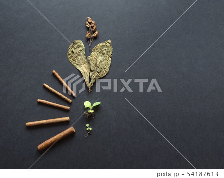 Various stages in the production of cigars. Various stages in the production of cigars. 54187613