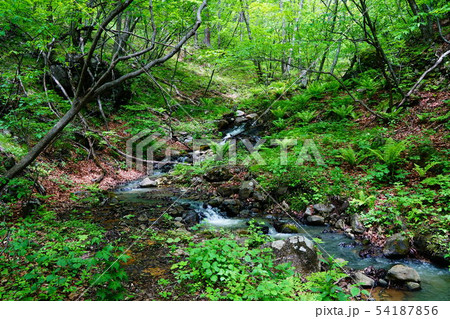 前掛山への登山道の沢 54187856