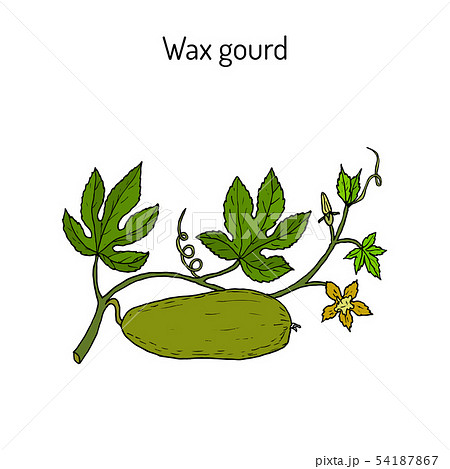 Wax gourd Benincasa hispida , or ash pumpkin, winter melon Wax gourd Benincasa hispida , or ash pumpkin, winter melon 54187867