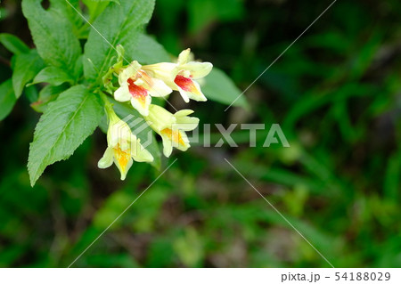 ウコンウツギ 54188029