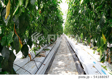 ピーマン 54188097