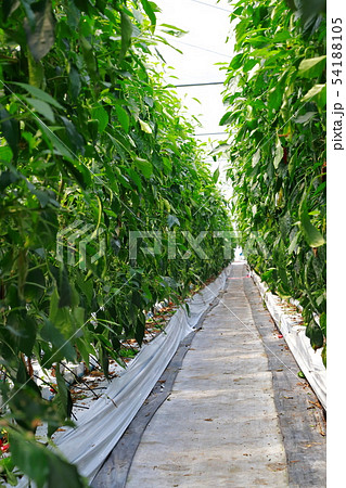 ピーマン 54188105