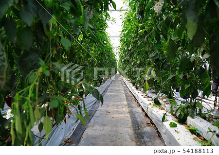 ピーマン 54188113