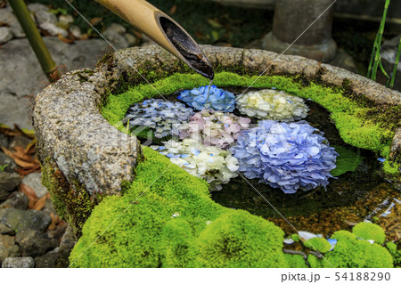 楊谷寺 柳谷観音 紫陽花 楊谷寺 柳谷観音 紫陽花 54188290