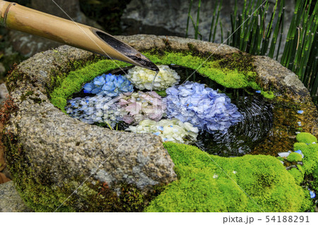 楊谷寺　柳谷観音　紫陽花 54188291