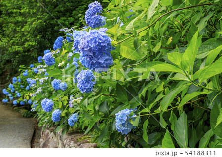 楊谷寺 柳谷観音 紫陽花 楊谷寺 柳谷観音 紫陽花 54188311