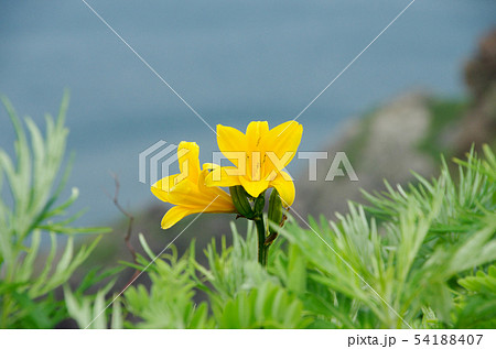 断崖のエゾカンゾウ 54188407