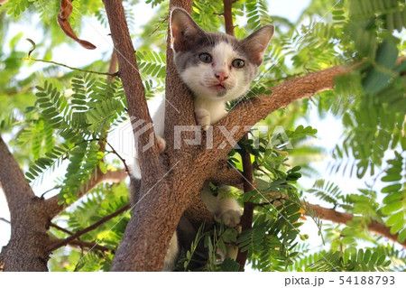 Kittens are on the tree and cry in fear Kittens are on the tree and cry in fear 54188793