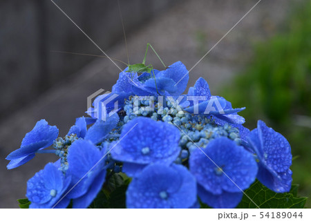 つゆむしとあじさい1 54189044