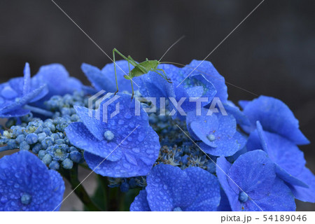 つゆむしとあじさい3 54189046
