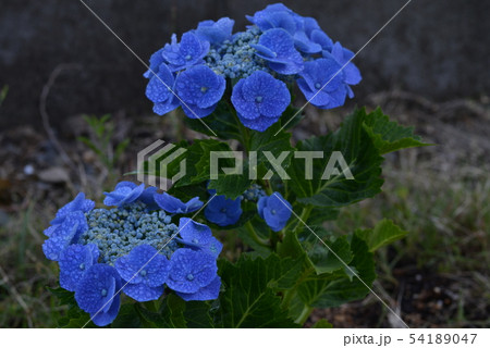 がくあじさい4 54189047