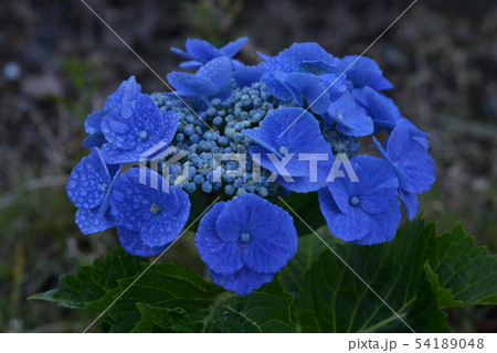 がくあじさい5 54189048