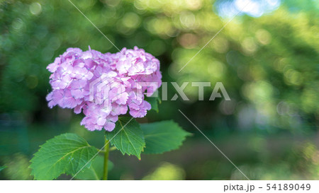 紫陽花の花　紫色 54189049