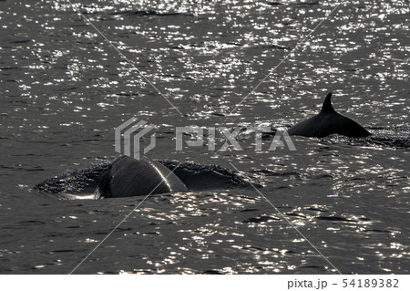 cuvier beaked whale dolphin 54189382
