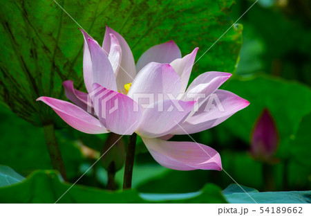 ハス スイレン 蓮 54189662