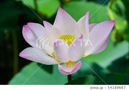 ハス スイレン 蓮 54189667