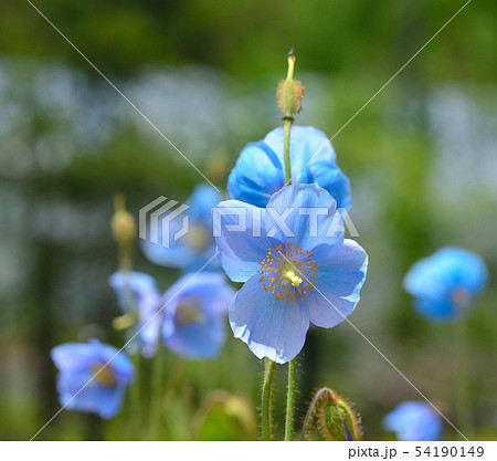 ヒマラヤの青いケシの花の写真素材