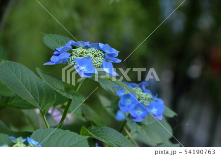 [定額] 鎌倉の紫陽花 54190763