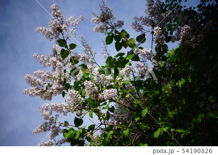 ライラック ライラック 54190826