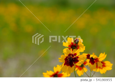 ハルシャギク 54190955