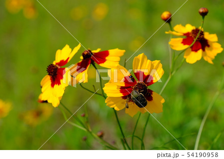 ハルシャギクと虫 54190958