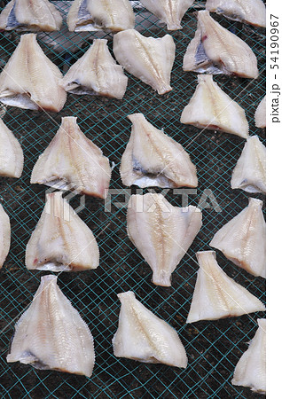 カレイ 魚 シーフード 54190967