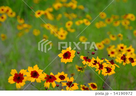 ハルシャギク ハルシャギク 54190972