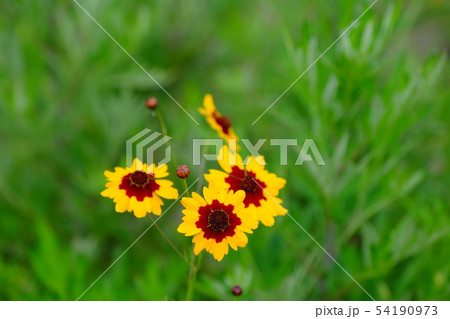 ハルシャギク 54190973