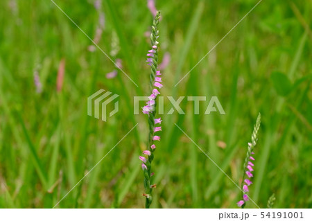 ネジバナ 54191001