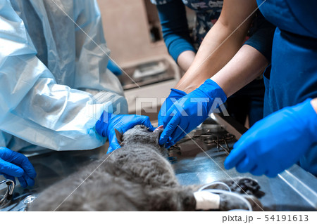 cat under general anesthesia on the operating cat under general anesthesia on the operating 54191613
