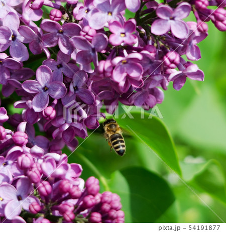 Bee feeding on lilac flowers Bee feeding on lilac flowers 54191877