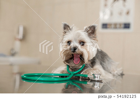 A cute dog breed Yorkshire Terrier is lying on the A cute dog breed Yorkshire Terrier is lying on the 54192125