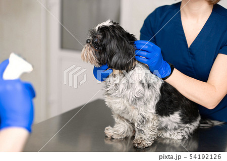 A professional veterinarian examines a small dog. A professional veterinarian examines a small dog. 54192126