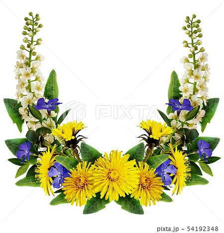 Dandelion, bird-cherry tree flowers and 54192348