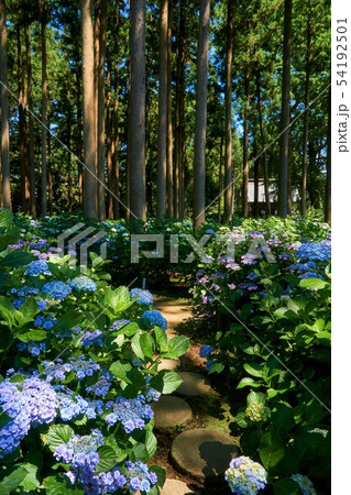 千葉県 日本寺の紫陽花 香取郡多古町 千葉県 日本寺の紫陽花 香取郡多古町 54192501