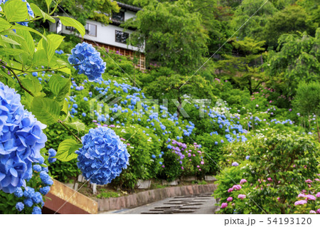 善峯寺　新緑　紫陽花 54193120
