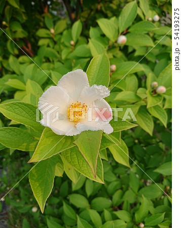 自然 植物 夏つばき シャラの木 の写真素材