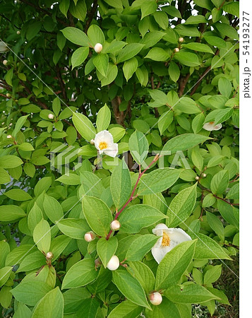 自然 植物 夏つばき シャラの木 の写真素材