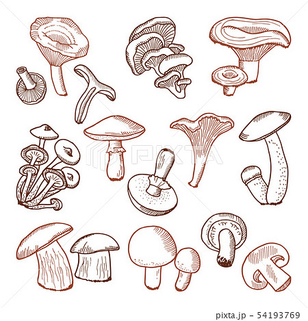 Fresh food of mushrooms. Nature vector hand drawn illustrations Fresh food of mushrooms. Nature vector hand drawn illustrations 54193769