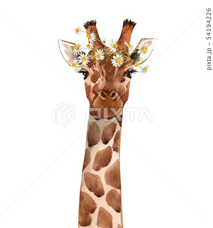 Watercolor giraffe portrait Watercolor giraffe portrait 54194226