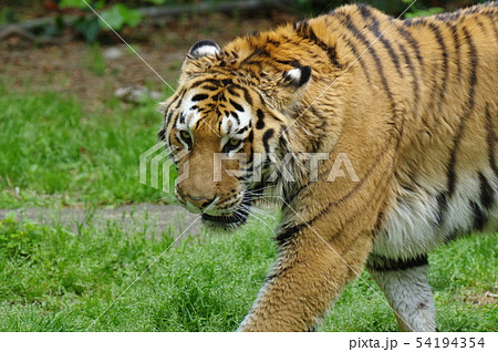 ガオー！ 54194354