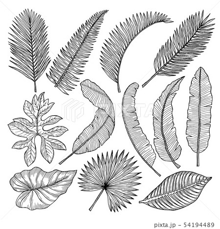 Floral hand drawn pictures of tropical leaves. Vector pictures set Floral hand drawn pictures of tropical leaves. Vector pictures set 54194489