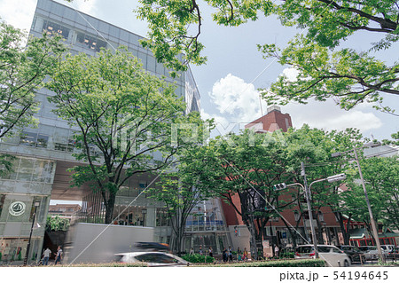 新緑の表参道 54194645