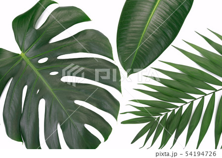 Trendy tropical leaves composition Trendy tropical leaves composition 54194726