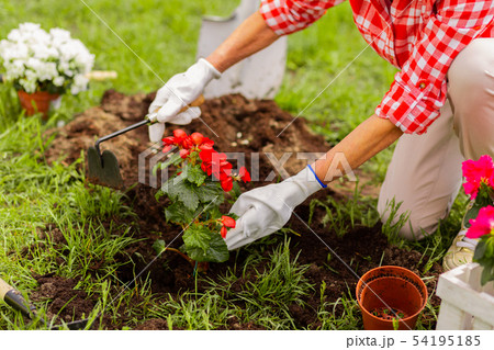 Woman wearing white flowers digging ground after planting flowers 54195185