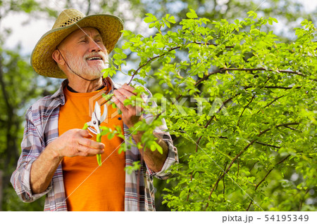 Bearded retired man wearing orange t-shirt cutting branches 54195349