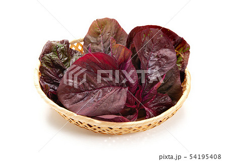 アマランサス アマランサス 54195408