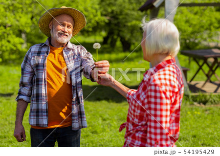 Loving beaming retired husband giving dandelion to his wife Loving beaming retired husband giving dandelion to his wife 54195429